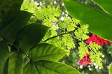 Fleurs 004